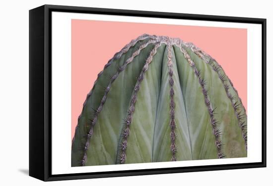 Cactus Ball-Sheldon Lewis-Framed Stretched Canvas