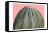 Cactus Ball-Sheldon Lewis-Framed Stretched Canvas