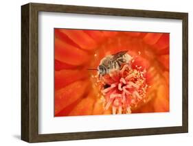 Cactus bees collecting pollen from Hedgehog cactus, USA-John Cancalosi-Framed Photographic Print