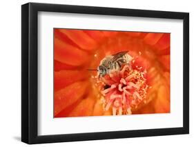 Cactus bees collecting pollen from Hedgehog cactus, USA-John Cancalosi-Framed Photographic Print