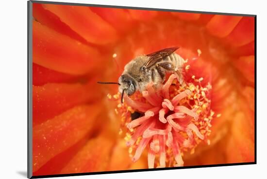 Cactus bees collecting pollen from Hedgehog cactus, USA-John Cancalosi-Mounted Photographic Print