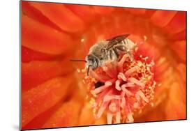 Cactus bees collecting pollen from Hedgehog cactus, USA-John Cancalosi-Mounted Photographic Print