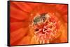 Cactus bees collecting pollen from Hedgehog cactus, USA-John Cancalosi-Framed Stretched Canvas