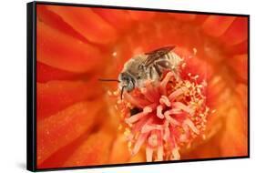 Cactus bees collecting pollen from Hedgehog cactus, USA-John Cancalosi-Framed Stretched Canvas