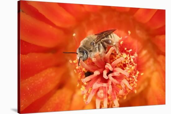 Cactus bees collecting pollen from Hedgehog cactus, USA-John Cancalosi-Stretched Canvas