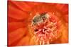 Cactus bees collecting pollen from Hedgehog cactus, USA-John Cancalosi-Stretched Canvas