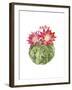 Cactus Bloom III-Grace Popp-Framed Art Print