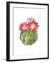 Cactus Bloom III-Grace Popp-Framed Art Print