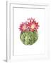 Cactus Bloom III-Grace Popp-Framed Art Print