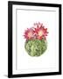 Cactus Bloom III-Grace Popp-Framed Art Print