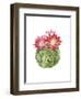 Cactus Bloom III-Grace Popp-Framed Art Print