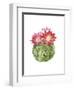 Cactus Bloom III-Grace Popp-Framed Art Print