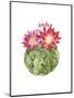 Cactus Bloom III-Grace Popp-Mounted Art Print
