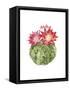 Cactus Bloom III-Grace Popp-Framed Stretched Canvas