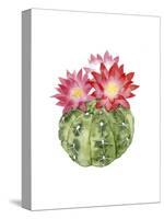 Cactus Bloom III-Grace Popp-Stretched Canvas