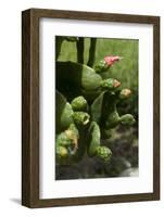 Cactus blossom-Natalie Tepper-Framed Photo