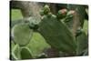 Cactus blossom-Natalie Tepper-Stretched Canvas