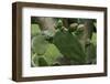 Cactus blossom-Natalie Tepper-Framed Photo