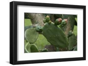 Cactus blossom-Natalie Tepper-Framed Photo