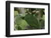 Cactus blossom-Natalie Tepper-Framed Photo