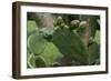 Cactus blossom-Natalie Tepper-Framed Photo