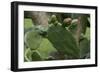 Cactus blossom-Natalie Tepper-Framed Photo