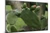 Cactus blossom-Natalie Tepper-Mounted Photo