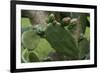 Cactus blossom-Natalie Tepper-Framed Photo