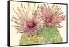 Cactus Blossoms I-Tim OToole-Framed Stretched Canvas