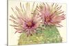 Cactus Blossoms I-Tim OToole-Stretched Canvas