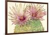 Cactus Blossoms I-Tim OToole-Framed Art Print