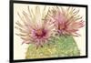 Cactus Blossoms I-Tim OToole-Framed Art Print