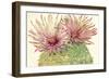 Cactus Blossoms I-Tim OToole-Framed Premium Giclee Print