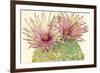 Cactus Blossoms I-Tim OToole-Framed Art Print