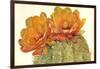 Cactus Blossoms II-Tim OToole-Framed Art Print