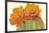 Cactus Blossoms II-Tim OToole-Framed Art Print