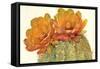 Cactus Blossoms II-Tim OToole-Framed Stretched Canvas