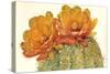 Cactus Blossoms II-Tim OToole-Stretched Canvas