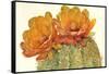 Cactus Blossoms II-Tim OToole-Framed Stretched Canvas