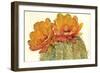 Cactus Blossoms II-Tim OToole-Framed Premium Giclee Print