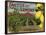 Cactus Brand - Highland, California - Citrus Crate Label-Lantern Press-Framed Stretched Canvas