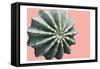 Cactus Bulb-Sheldon Lewis-Framed Stretched Canvas