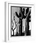 Cactus, c. 1965-Brett Weston-Framed Premium Photographic Print