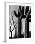 Cactus, c. 1965-Brett Weston-Framed Premium Photographic Print