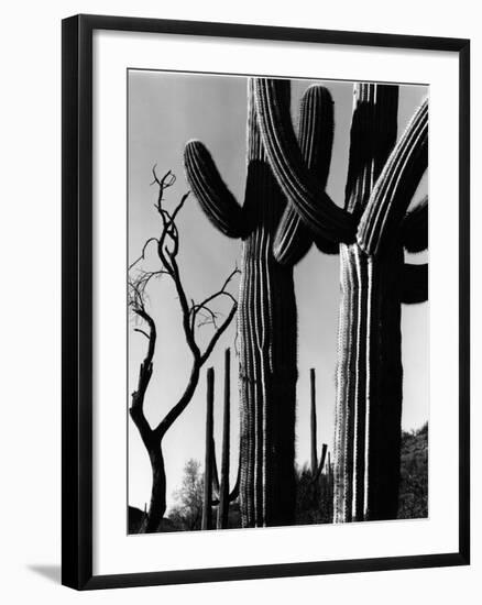 Cactus, c. 1965-Brett Weston-Framed Premium Photographic Print