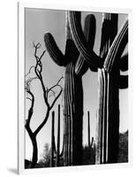 Cactus, c. 1965-Brett Weston-Framed Photographic Print