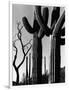 Cactus, c. 1965-Brett Weston-Framed Photographic Print