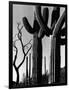 Cactus, c. 1965-Brett Weston-Framed Photographic Print