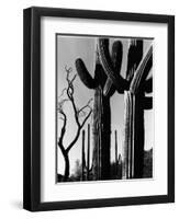 Cactus, c. 1965-Brett Weston-Framed Photographic Print