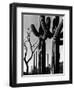 Cactus, c. 1965-Brett Weston-Framed Photographic Print